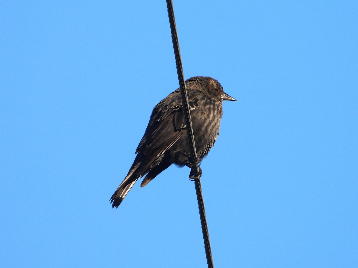 Tricolored Blackbird - ML613275083