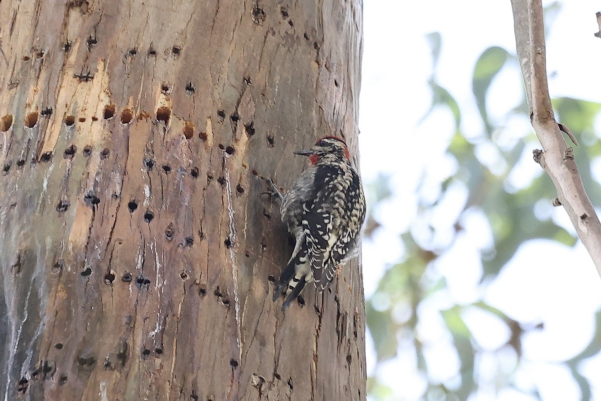 Red-naped Sapsucker - ML613275090