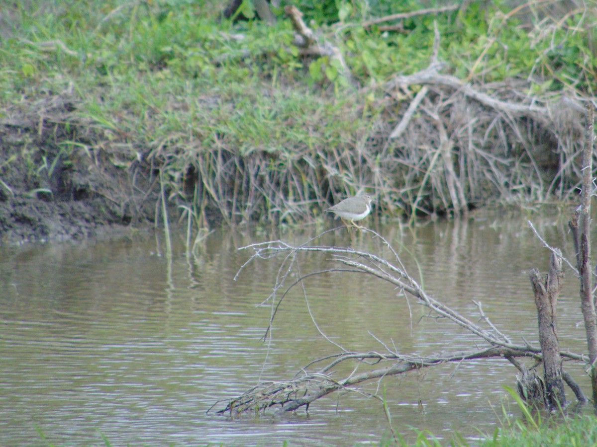 Spotted Sandpiper - ML613275093