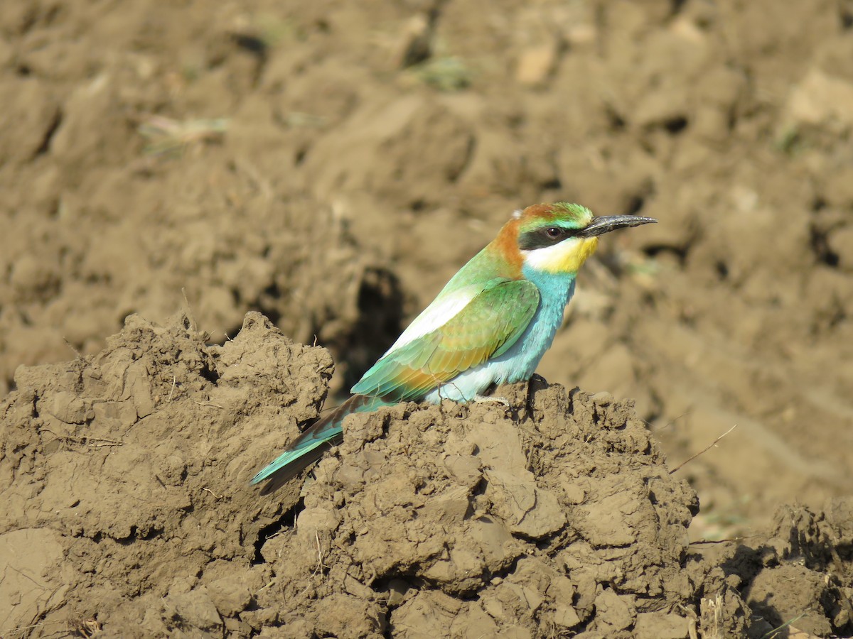 White-throated Bee-eater - ML613275120