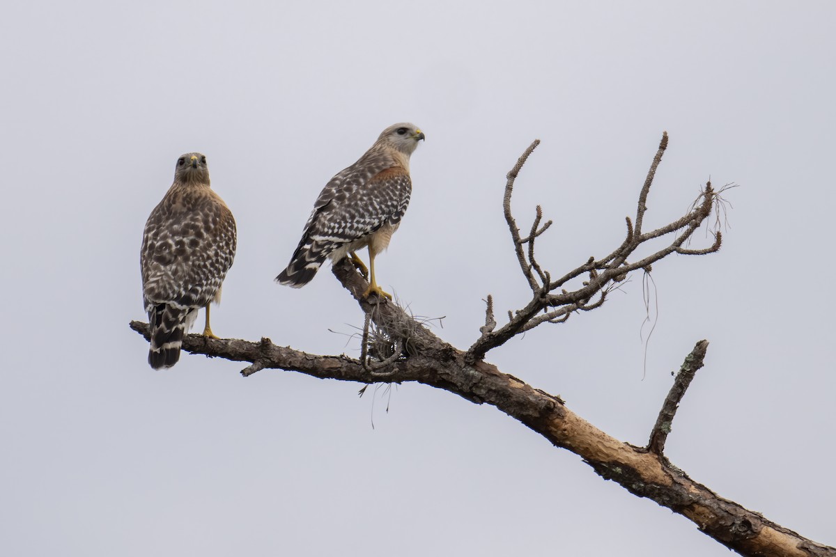 Red-shouldered Hawk - Peter Hawrylyshyn