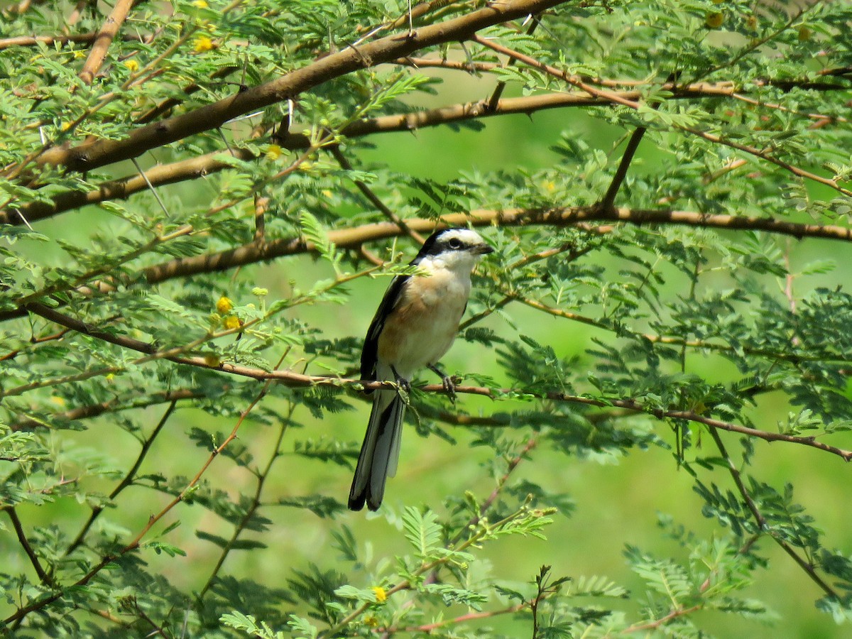 Masked Shrike - ML613275146