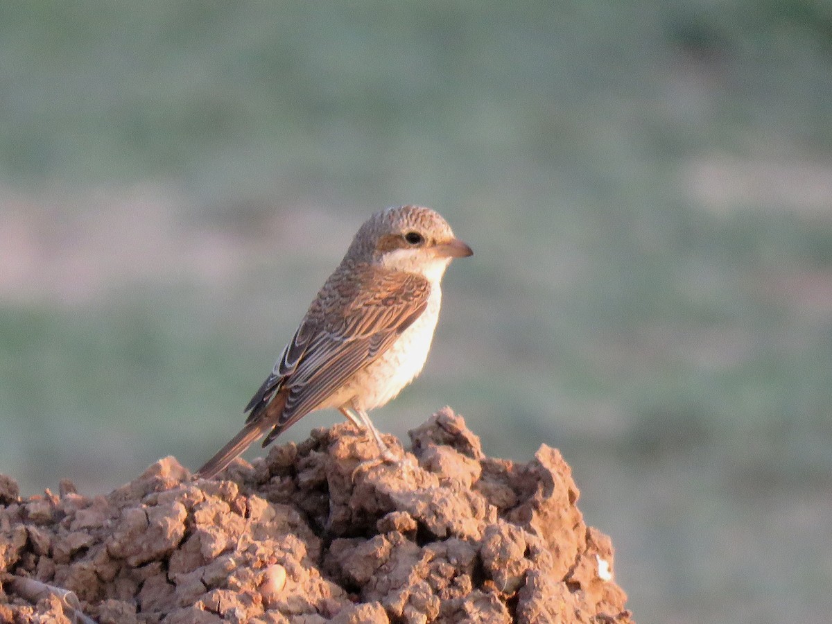 Masked Shrike - ML613275159