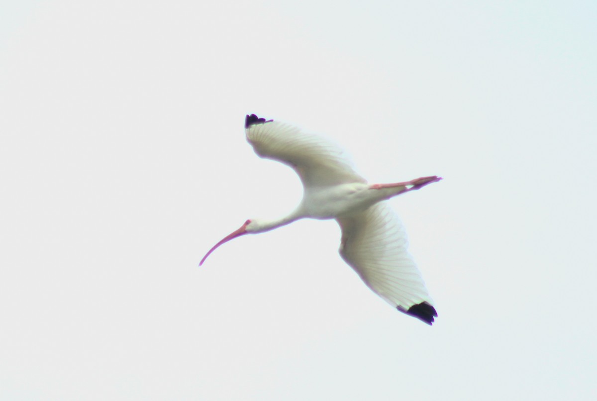 White Ibis - Melissa  Ponce Marroquin