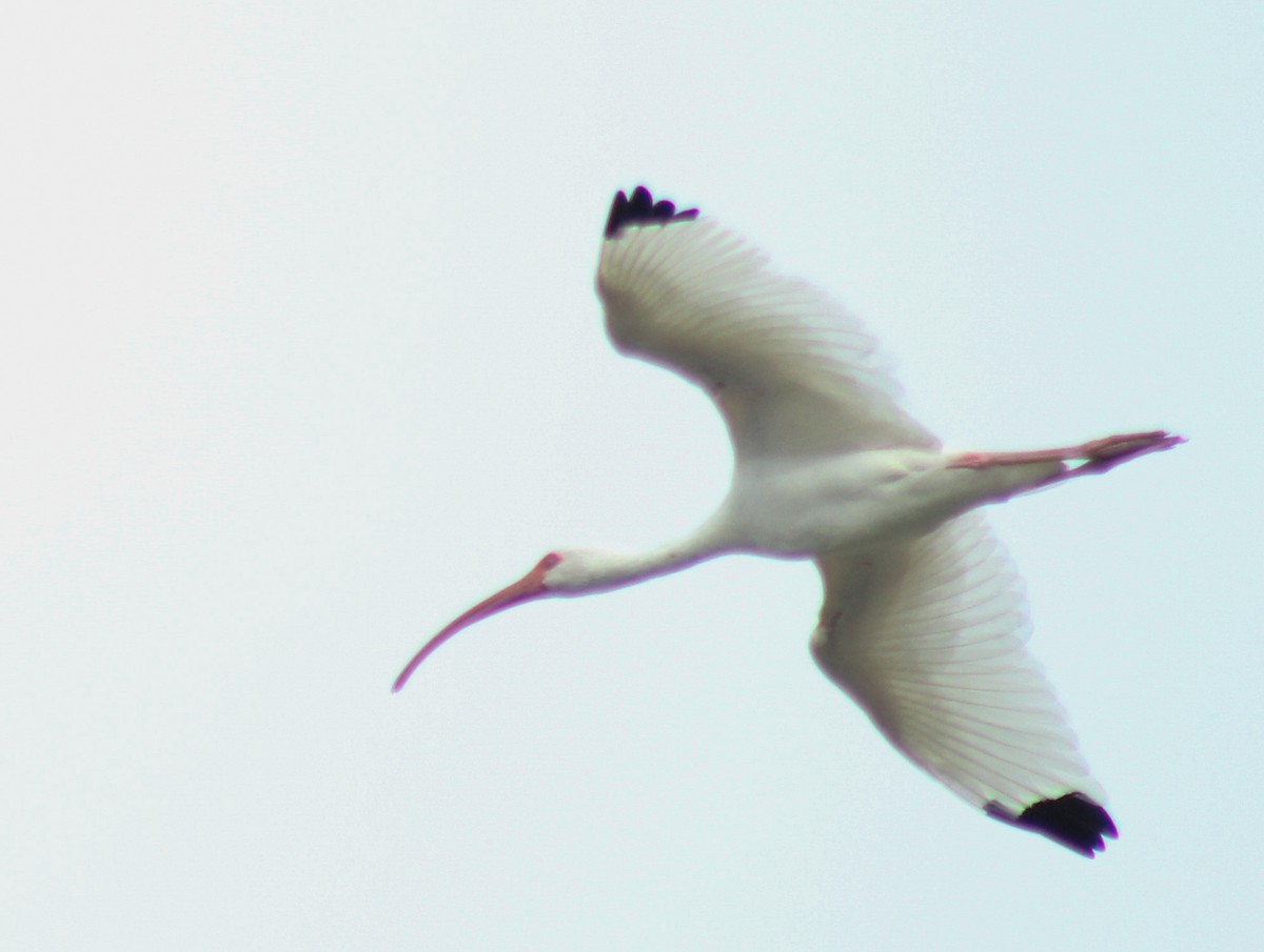 Ibis Blanco - ML613275164