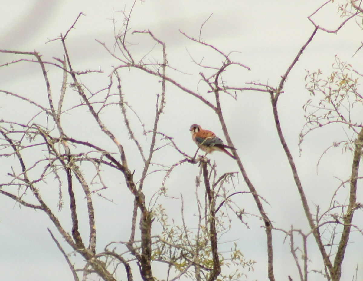 American Kestrel - ML613275171