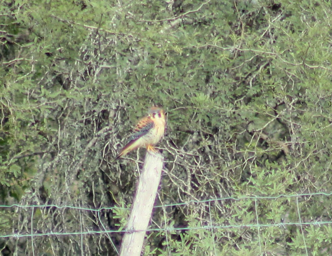 American Kestrel - ML613275172