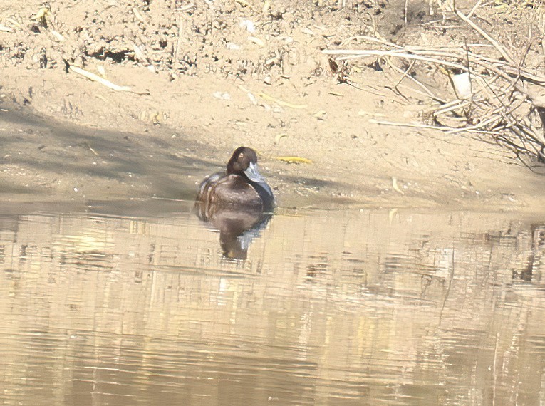 Lesser Scaup - ML613275344