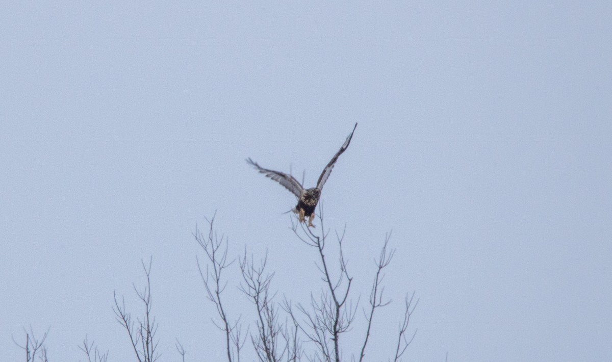 Rough-legged Hawk - ML613275361