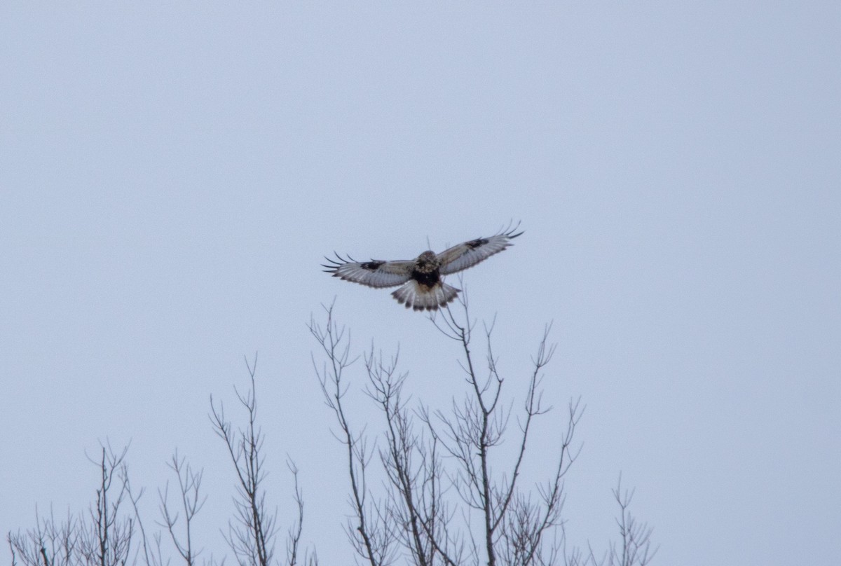 Rough-legged Hawk - ML613275362