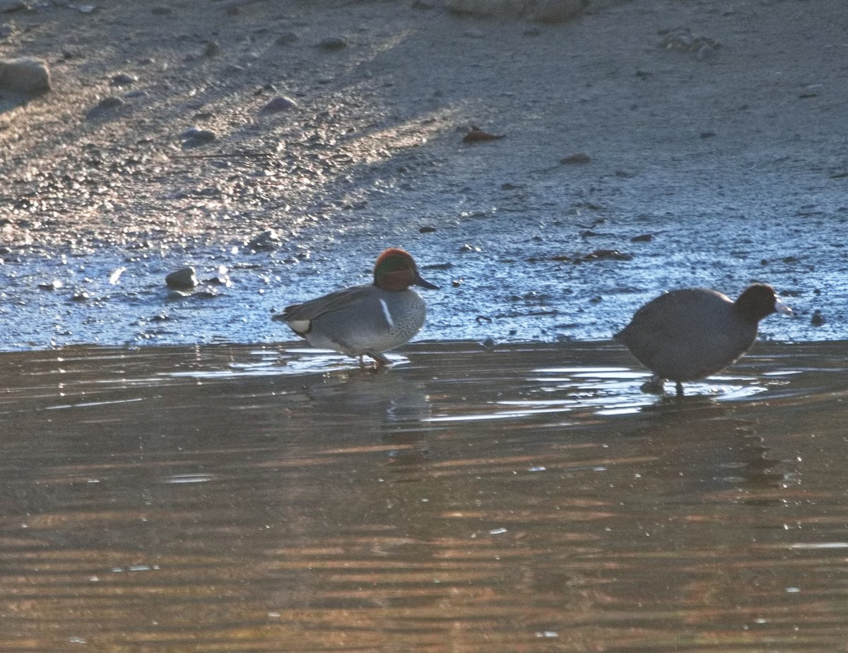 小水鴨(carolinensis) - ML613275364