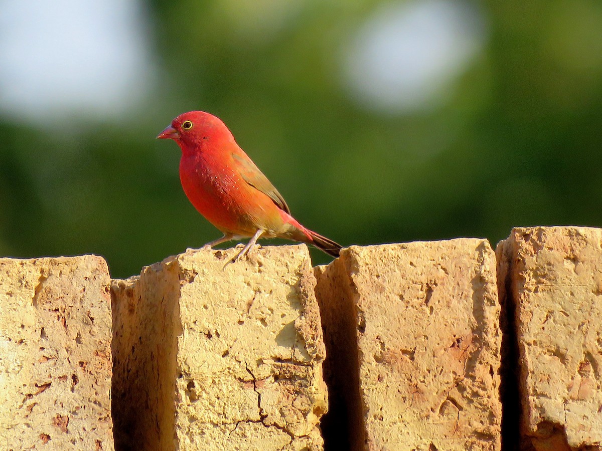 Red-billed Firefinch - ML613275365