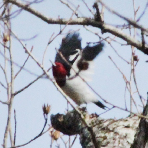 Red-headed Woodpecker - ML613275441