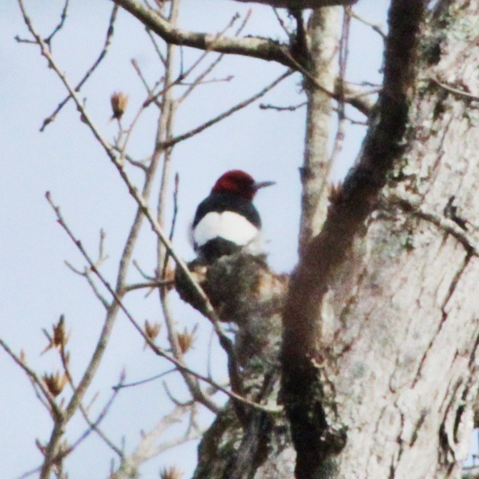 Red-headed Woodpecker - ML613275442