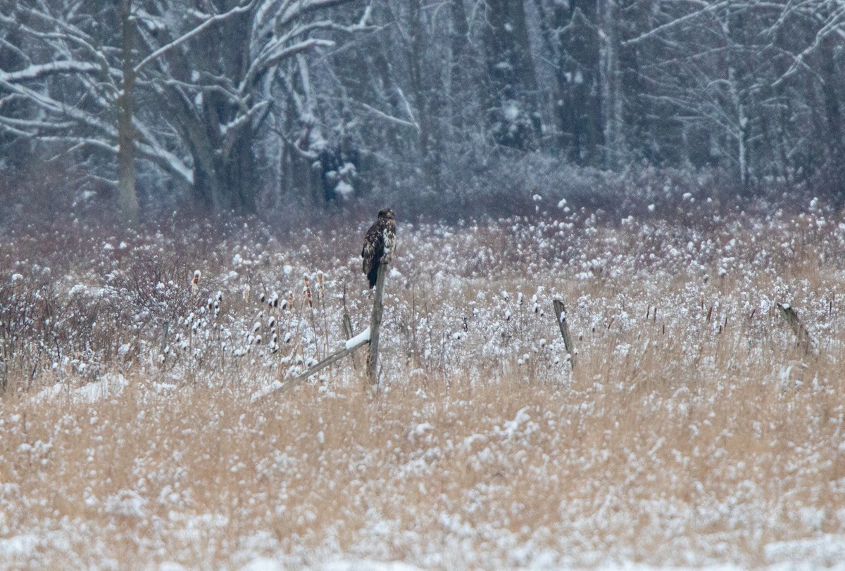 Bald Eagle - ML613275498