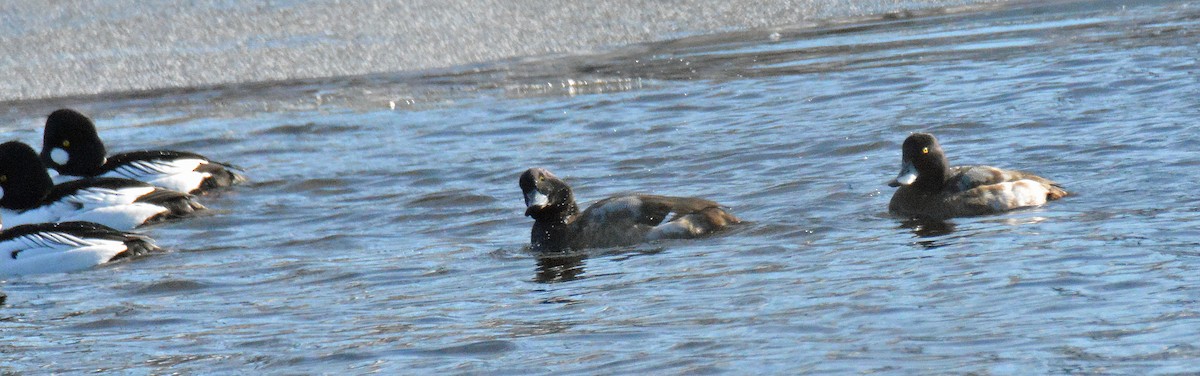 Greater Scaup - ML613275500