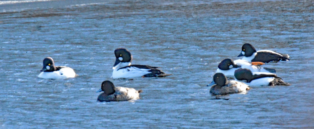 Greater Scaup - ML613275502
