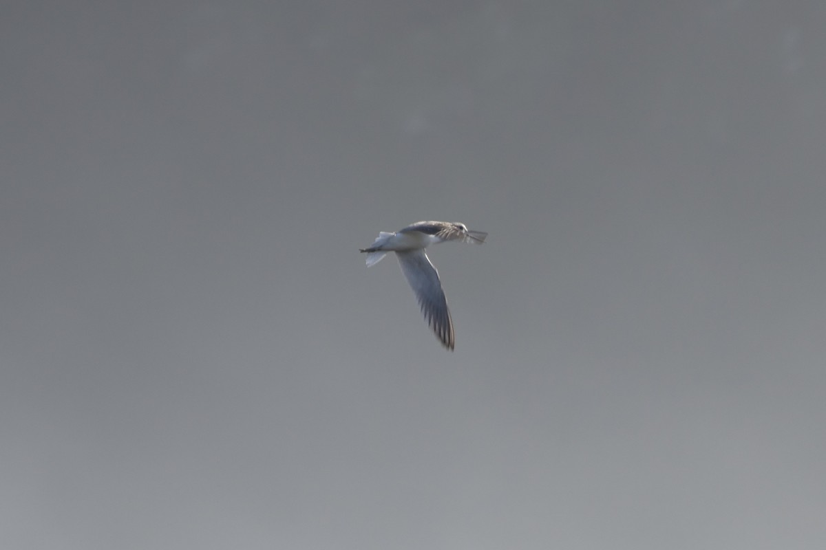 Common Greenshank - ML613275579