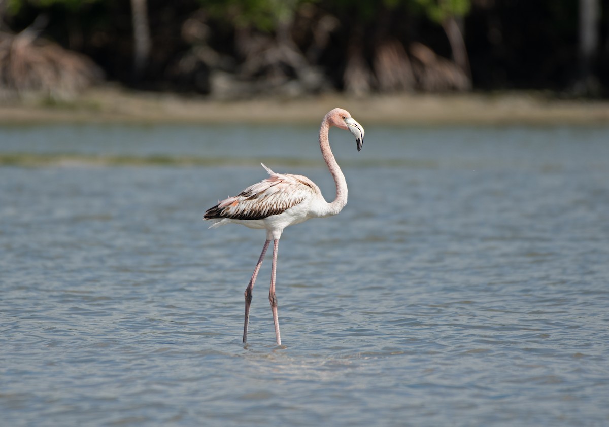 American Flamingo - ML613275597