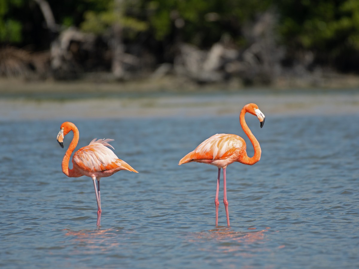 American Flamingo - Larry Manfredi