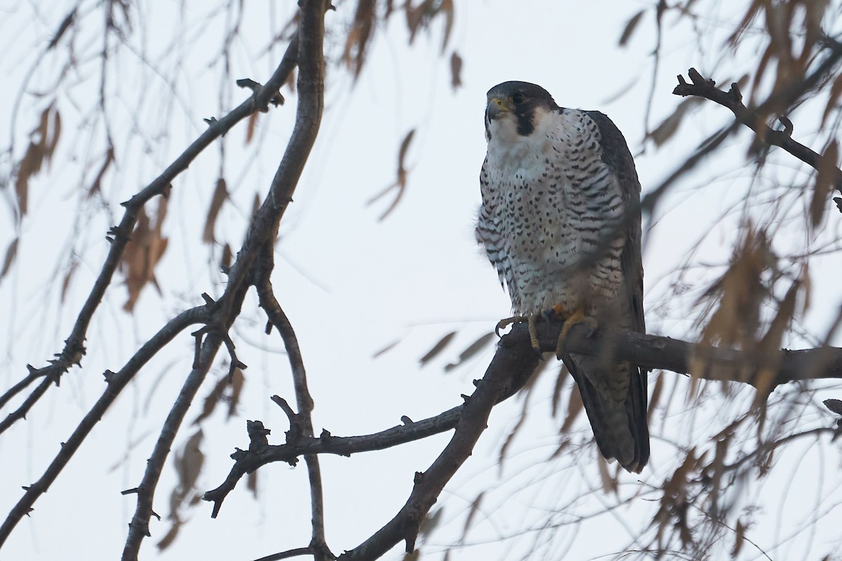 Peregrine Falcon (Tundra) - Marcel Gil Velasco