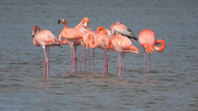 Flamant des Caraïbes - ML613275676