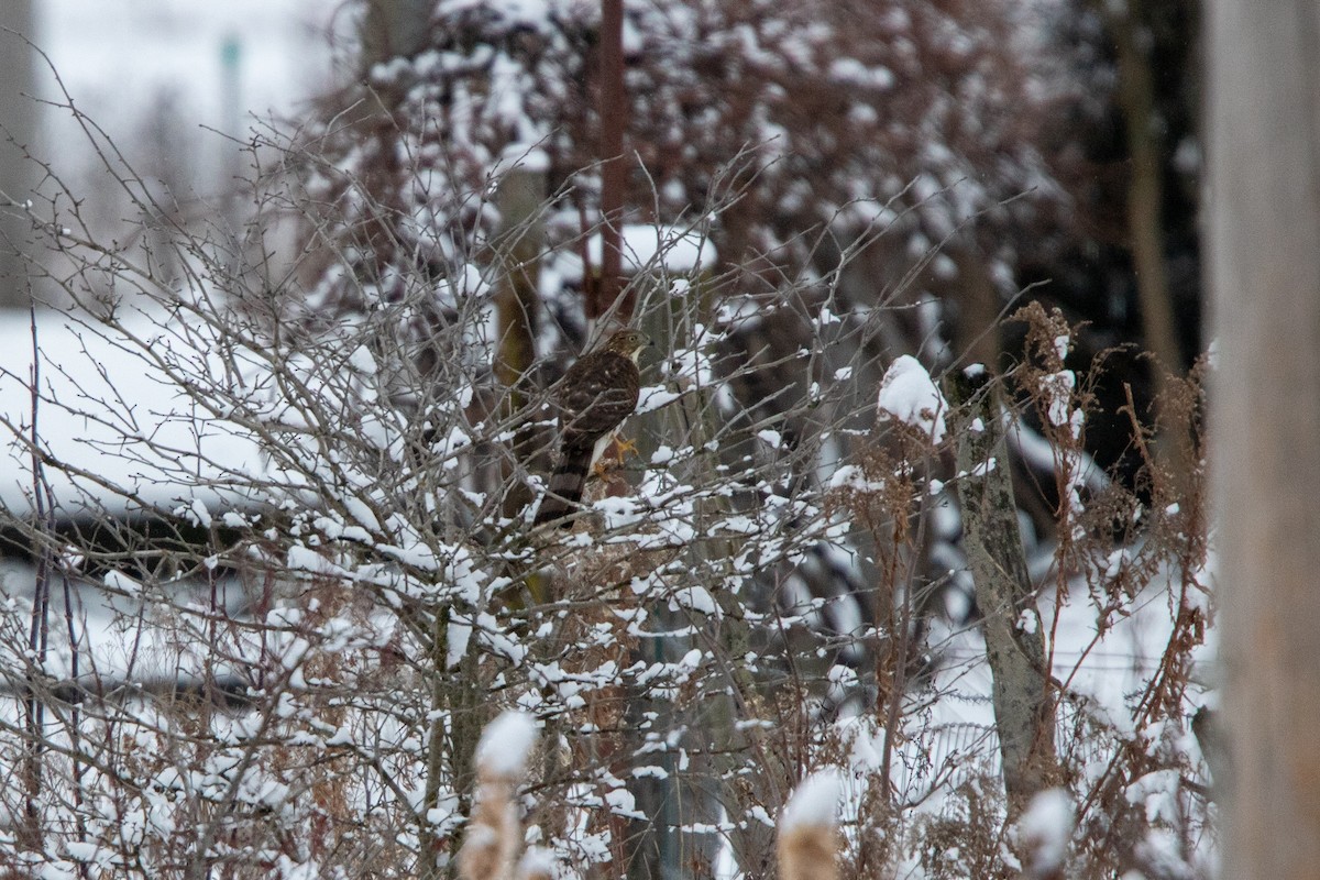 Cooper's Hawk - ML613275704