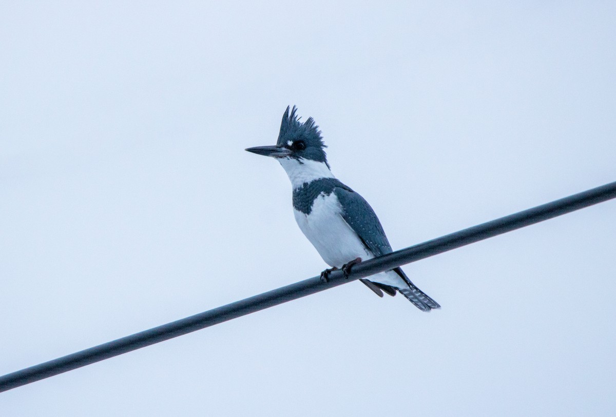 Belted Kingfisher - ML613275733