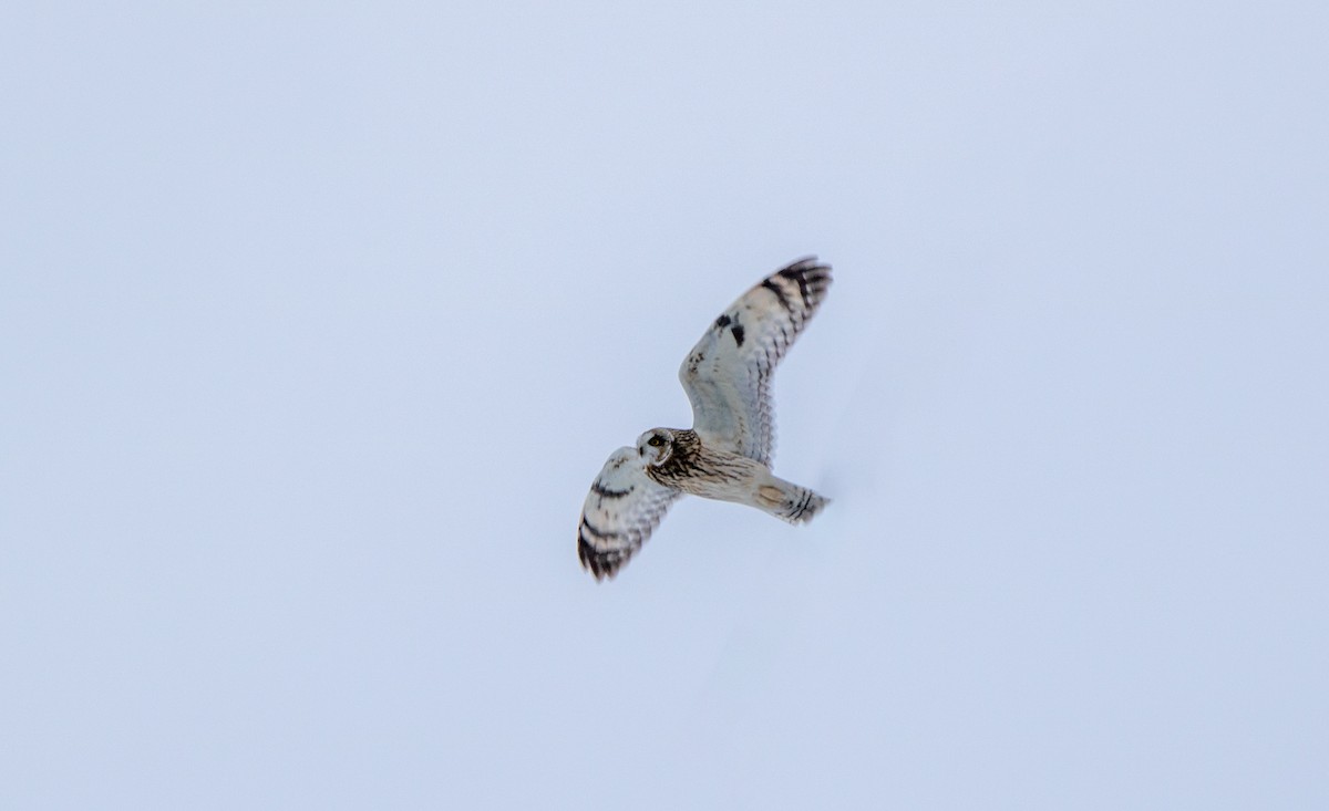Short-eared Owl - Annika Anderson
