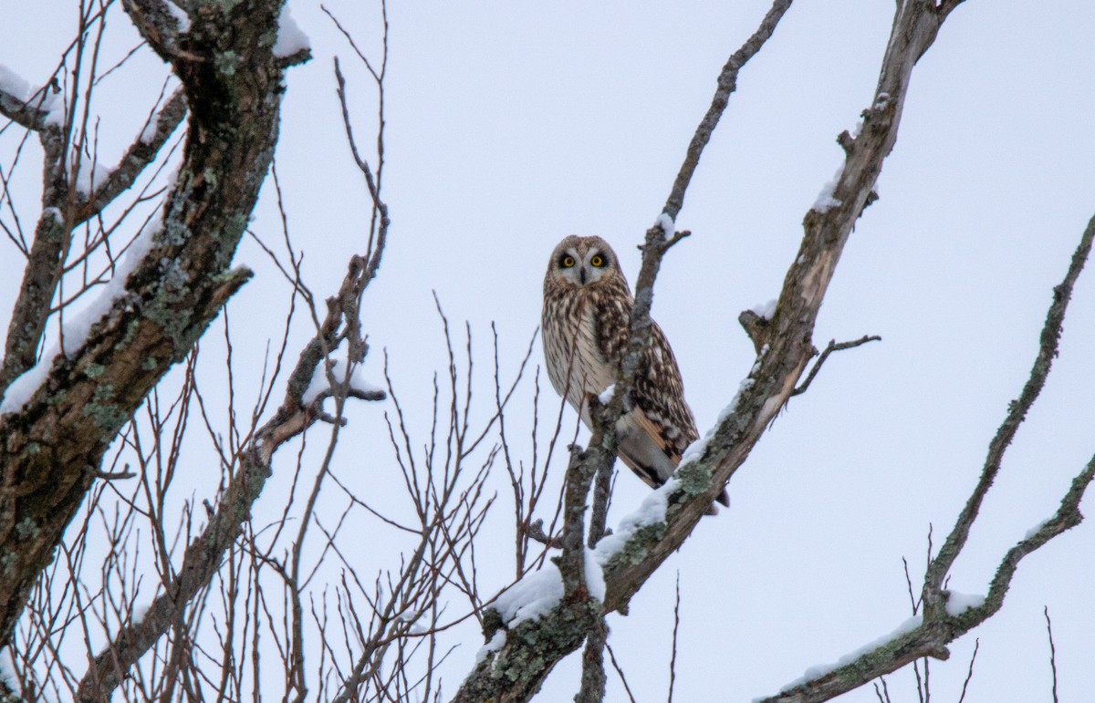 Short-eared Owl - Annika Anderson