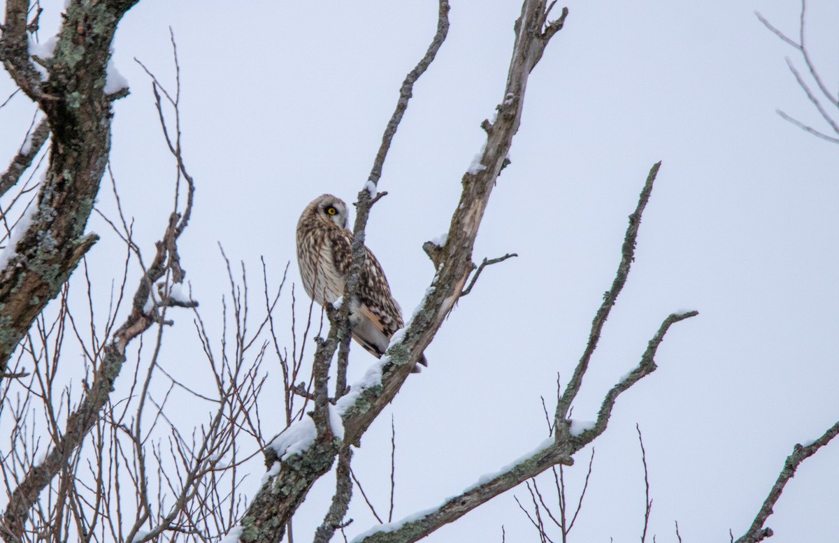 Short-eared Owl - ML613275743