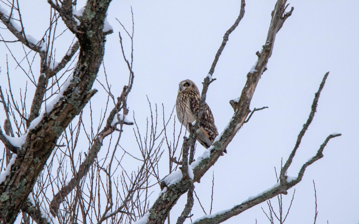 Short-eared Owl - ML613275745