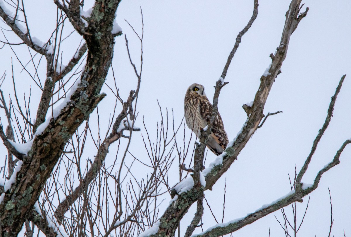 Short-eared Owl - ML613275746