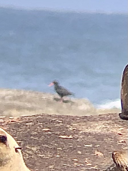 African Oystercatcher - ML613275755