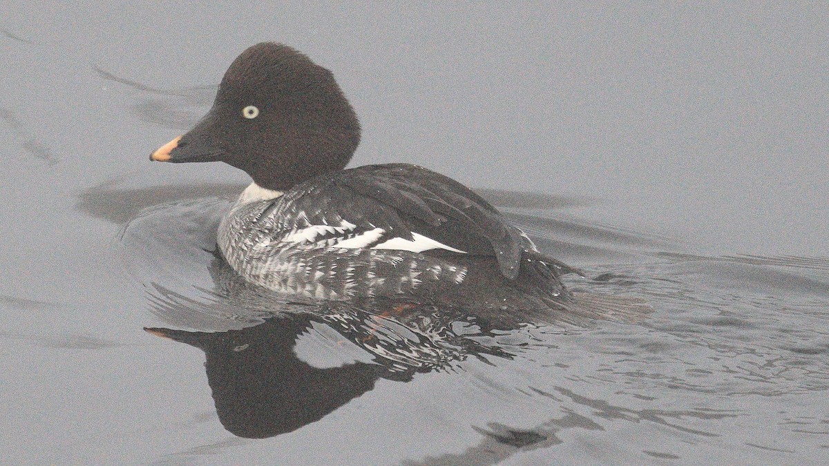 Common Goldeneye - ML613275773