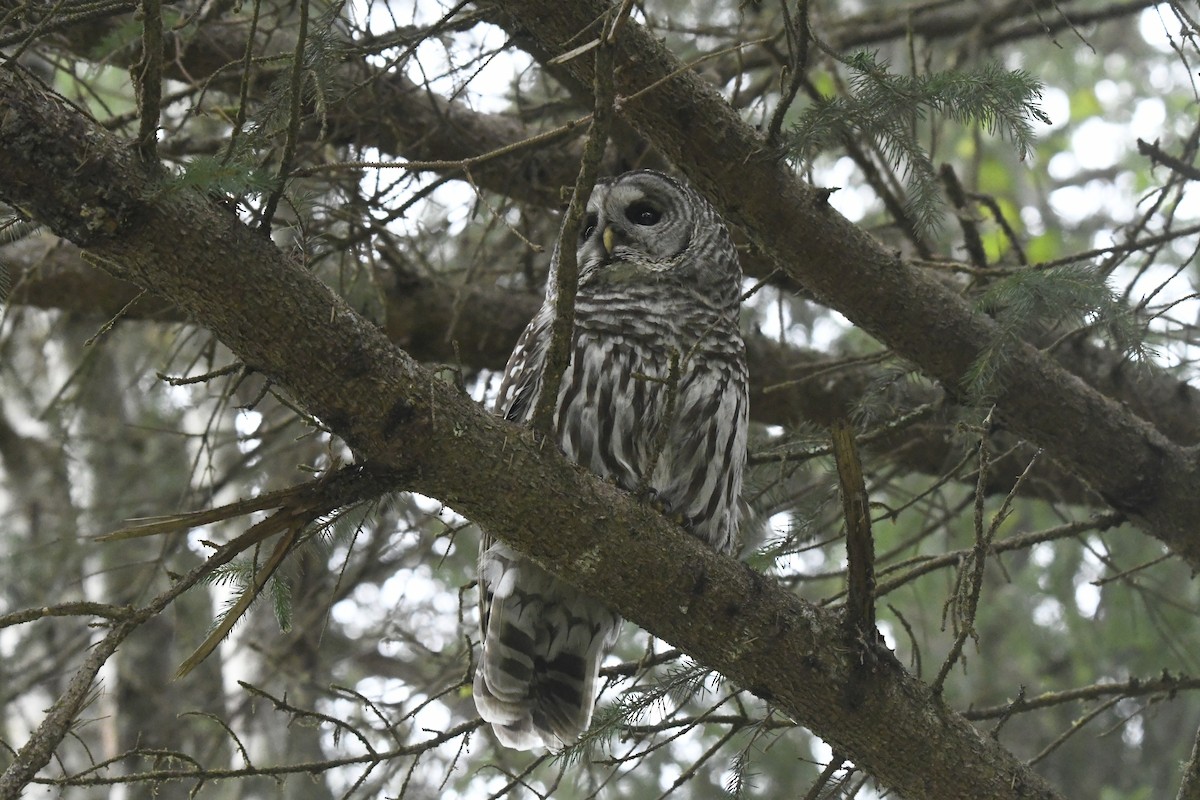 Barred Owl - ML613275782