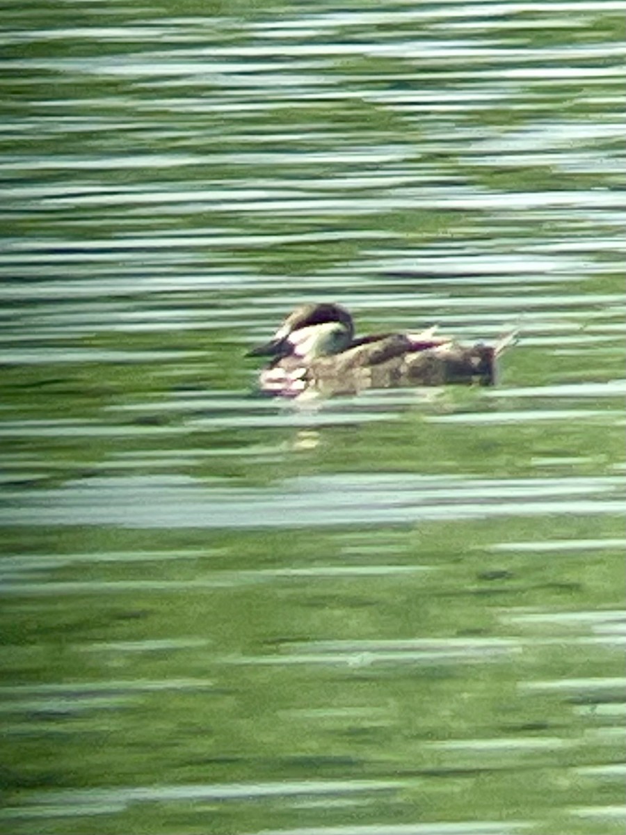 Ruddy Duck - ML613275793