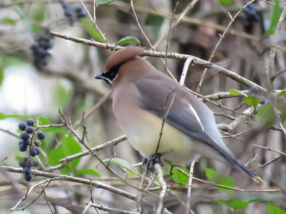 Cedar Waxwing - ML613275820