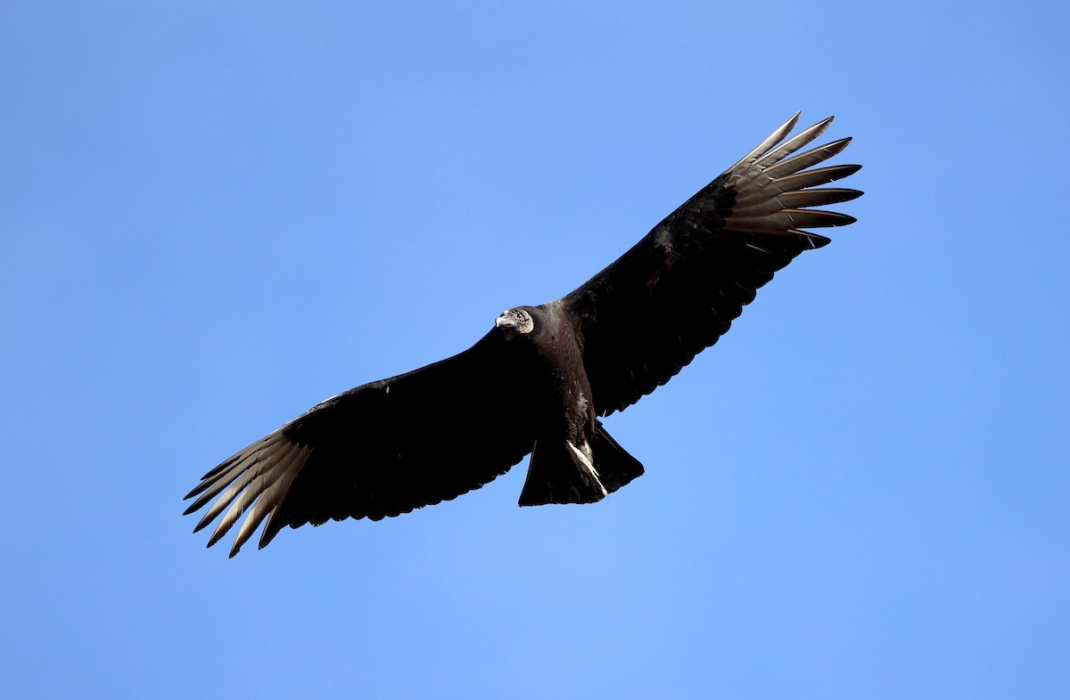 Black Vulture - Lori White