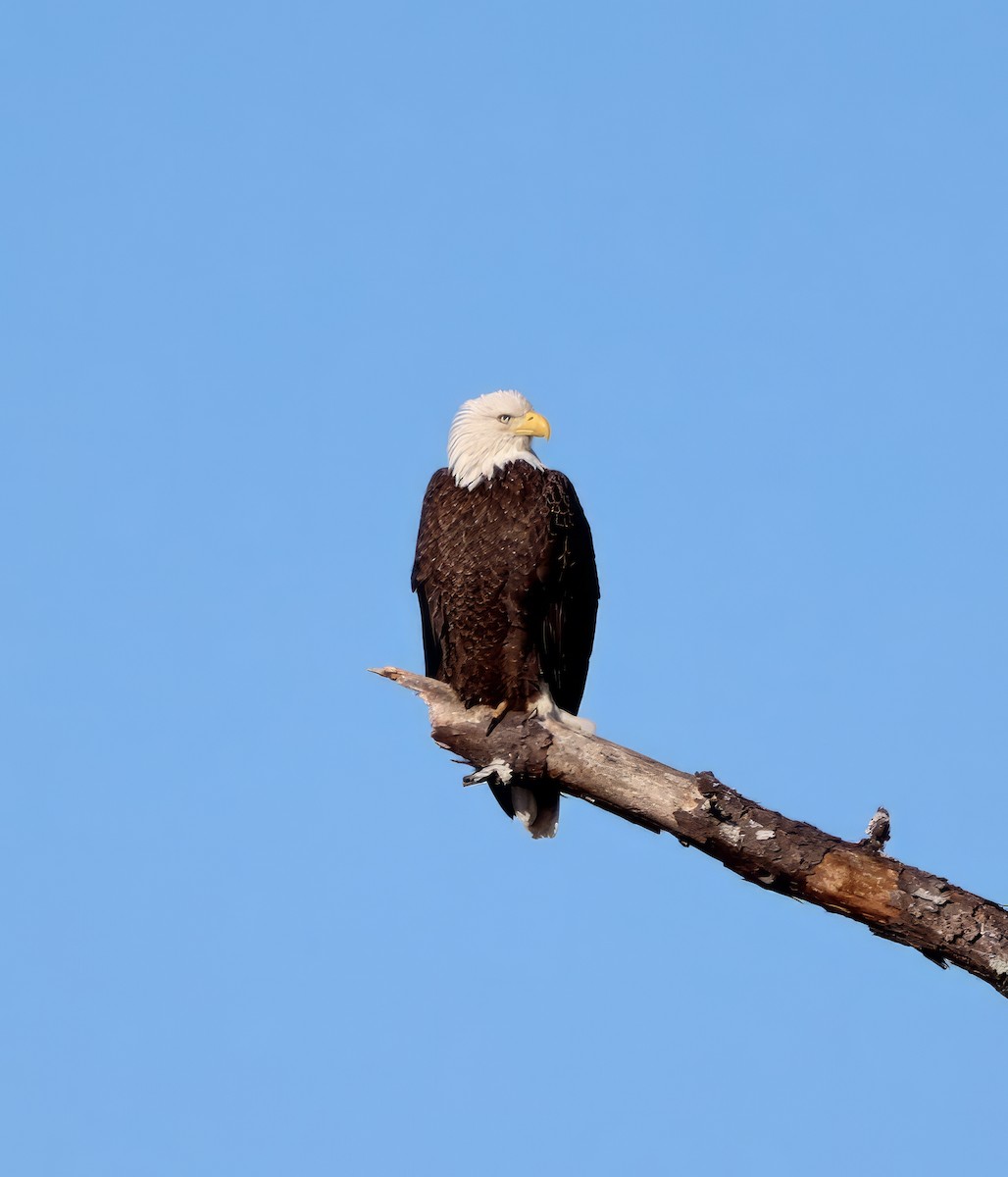 Bald Eagle - ML613275886
