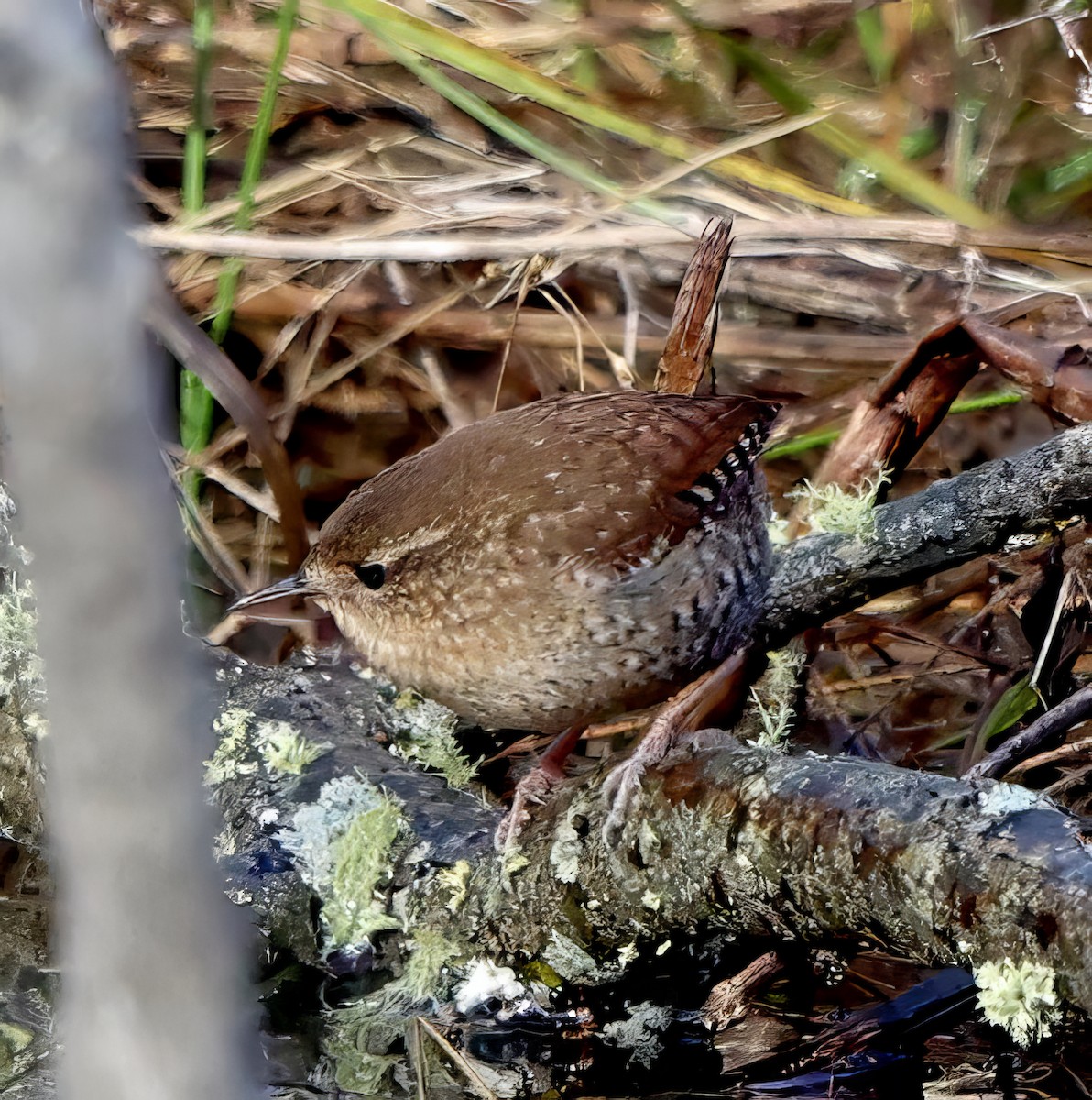 Winter Wren - ML613275895
