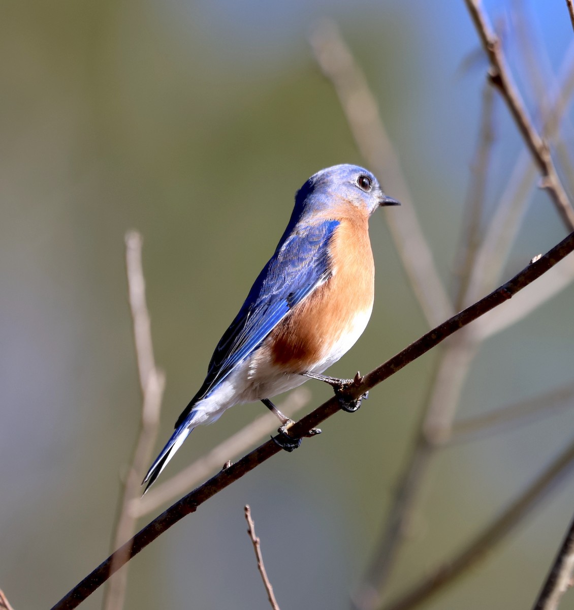 Eastern Bluebird - ML613275900