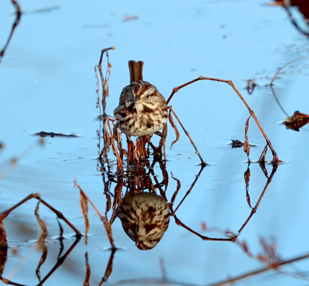 Song Sparrow - ML613275914