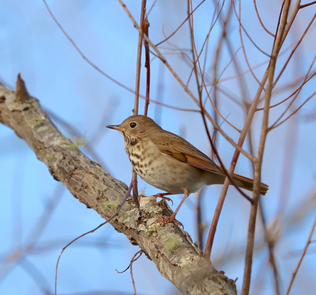 Hermit Thrush - ML613275931