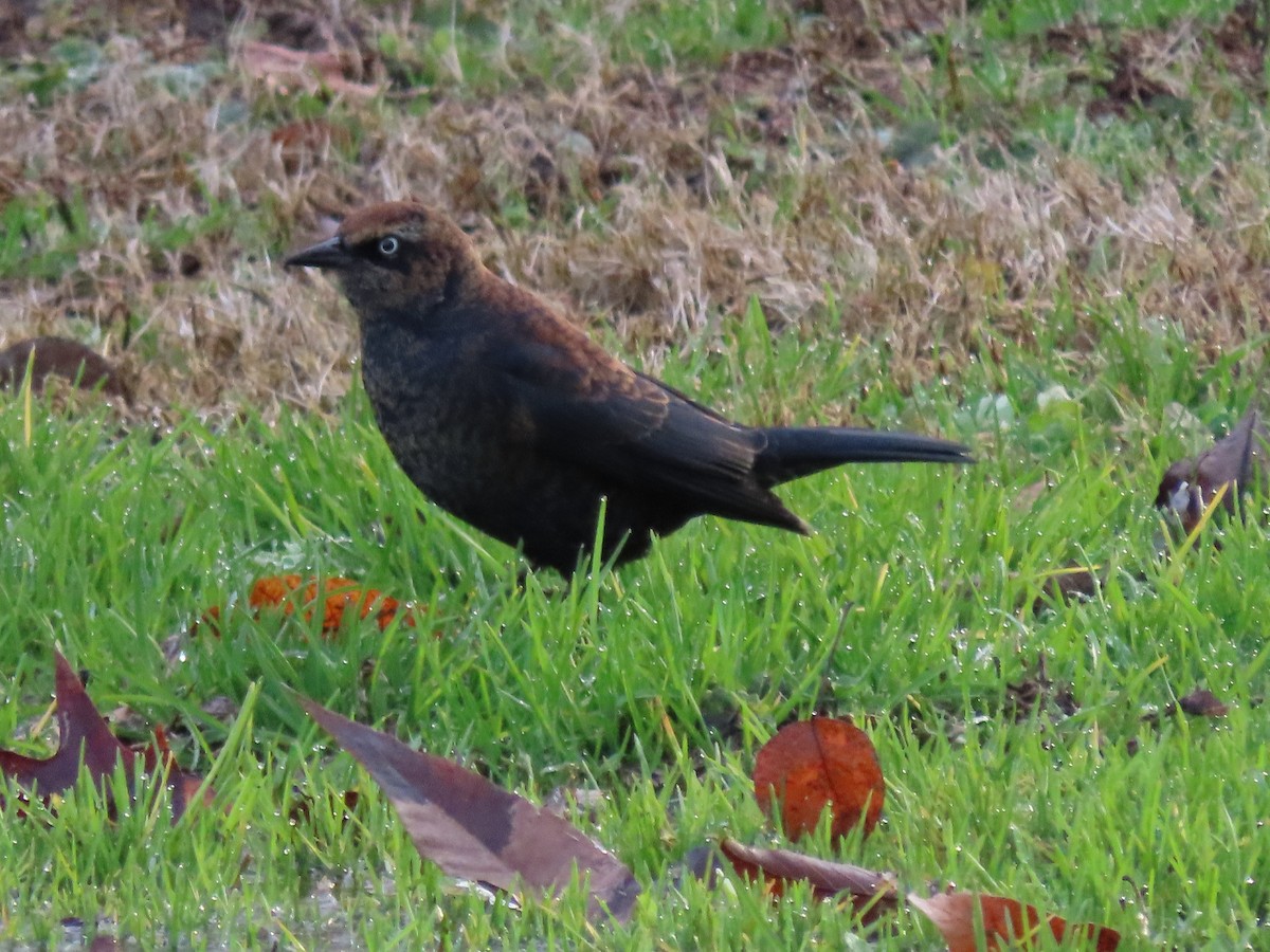 Rusty Blackbird - ML613275943