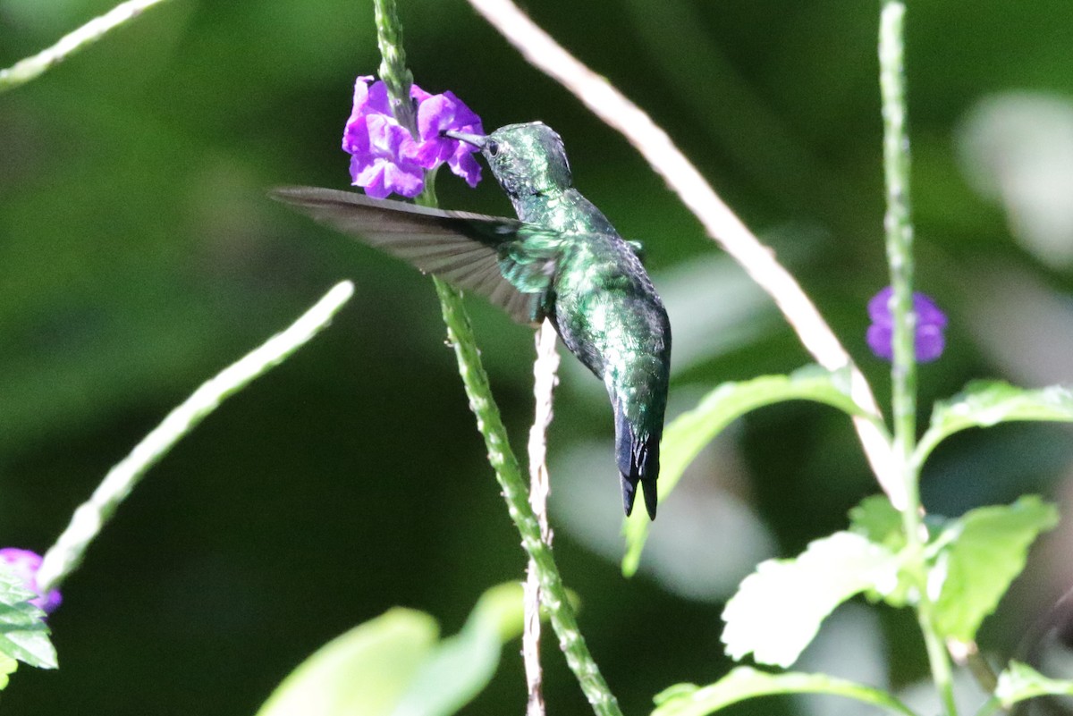 kolibřík blýskavý - ML613275970