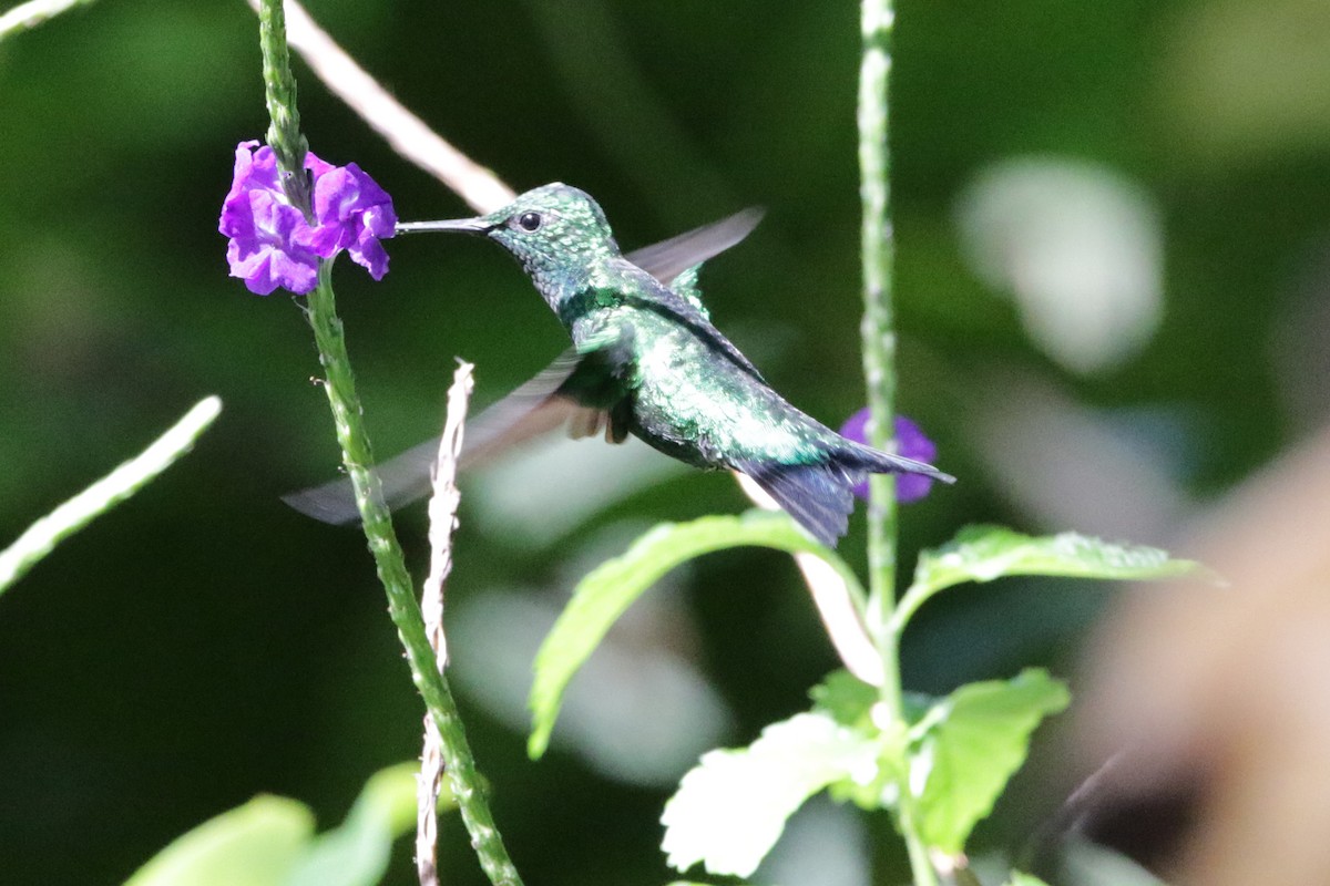 kolibřík blýskavý - ML613275972