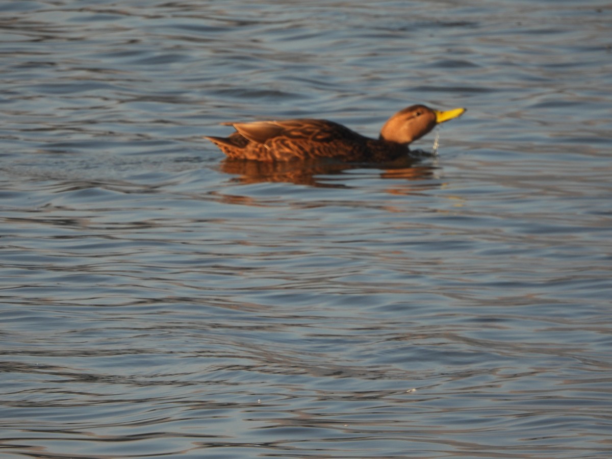 Mexican Duck - ML613276026