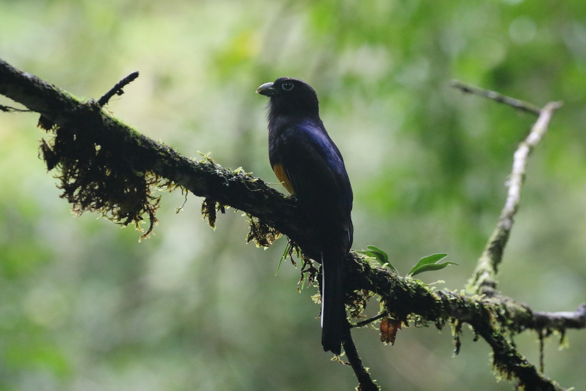 Ak Kuyruklu Trogon - ML613276175