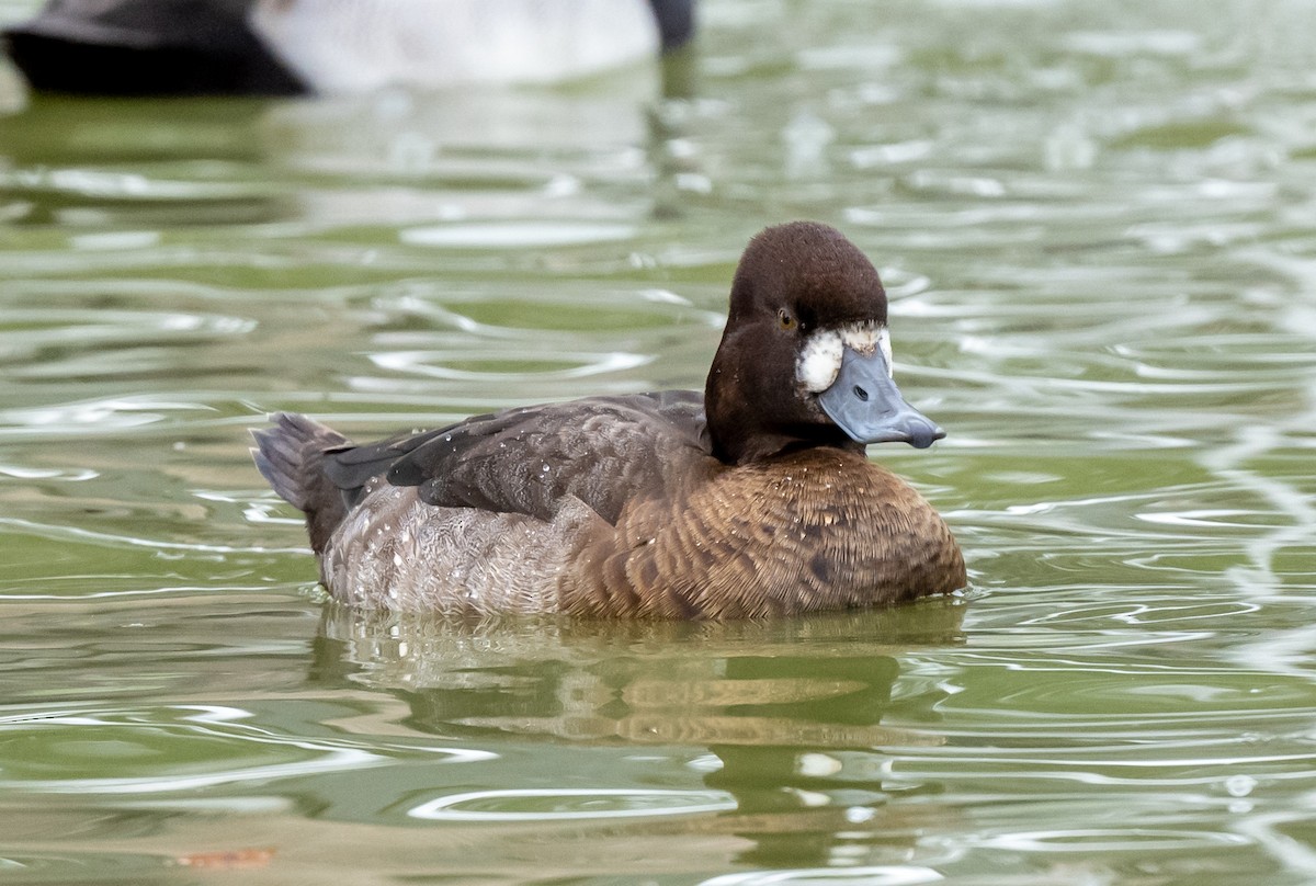 Lesser Scaup - ML613276195